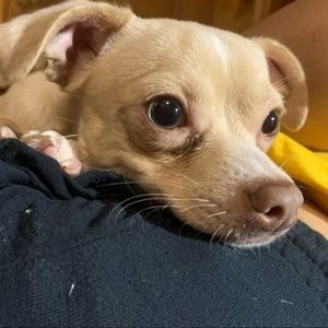 Meet your Posher, Mackenzie